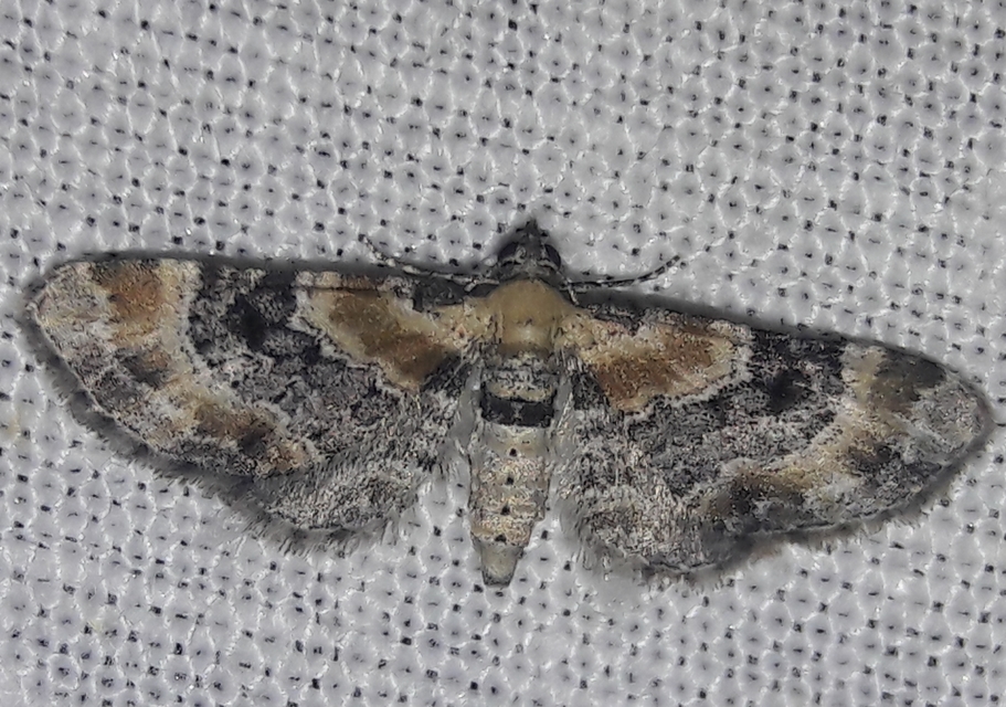 Eupithecia linariata - vonalas törpearaszoló