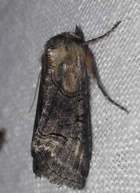 Abrostola triplasia - közönséges csalánbagoly