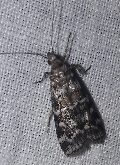 Dioryctria sylvestrella - tobozrágó karcsúmoly