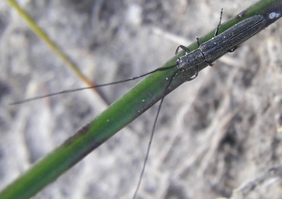 Calamobius filum - hosszúcsápú szalmacincér