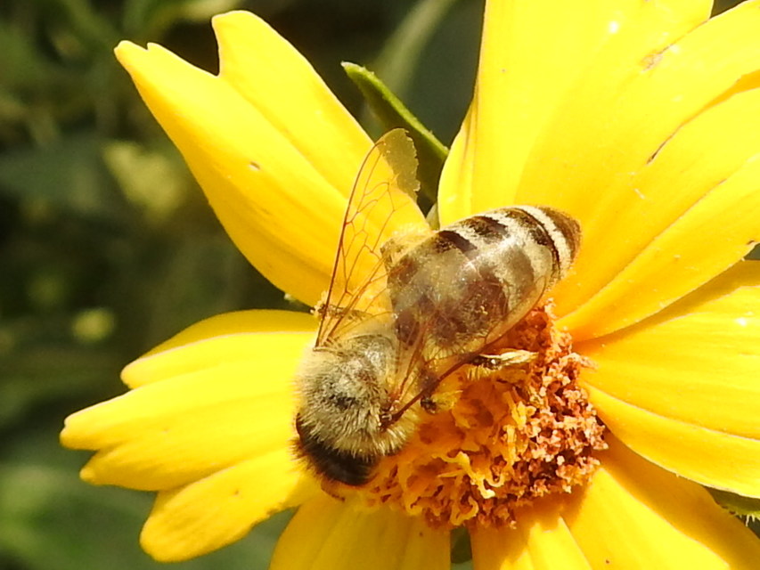 Apis mellifera - háziméh