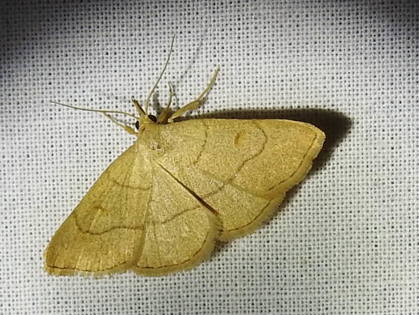 Paracolax tristalis - sárgás karcsúbagoly