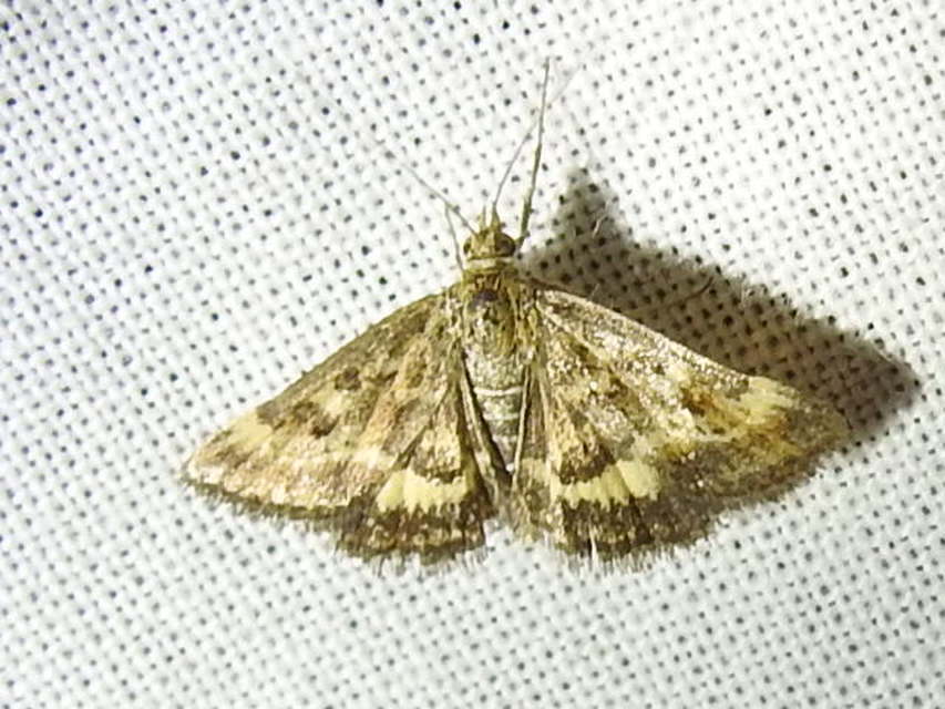 Pyrausta despicata - réti bíbormoly