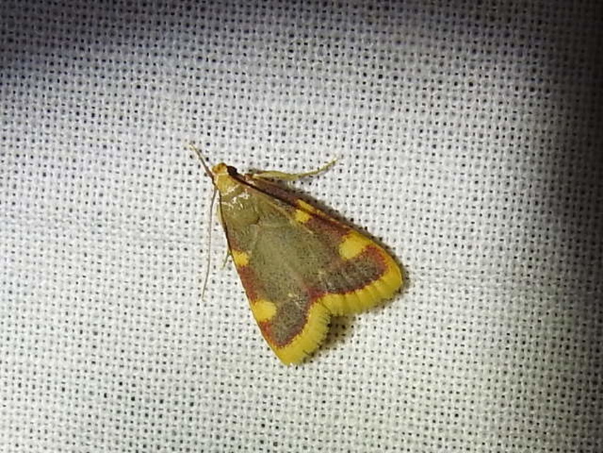 Hypsopygia costalis - szénailonca