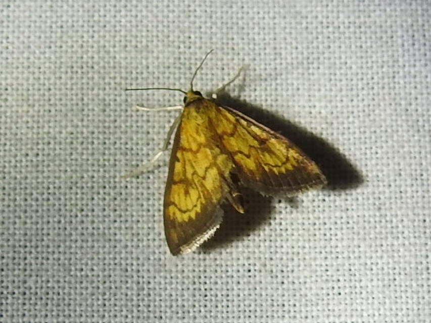 Ecpyrrhorrhoe rubiginalis - rozsdavörös tűzmoly