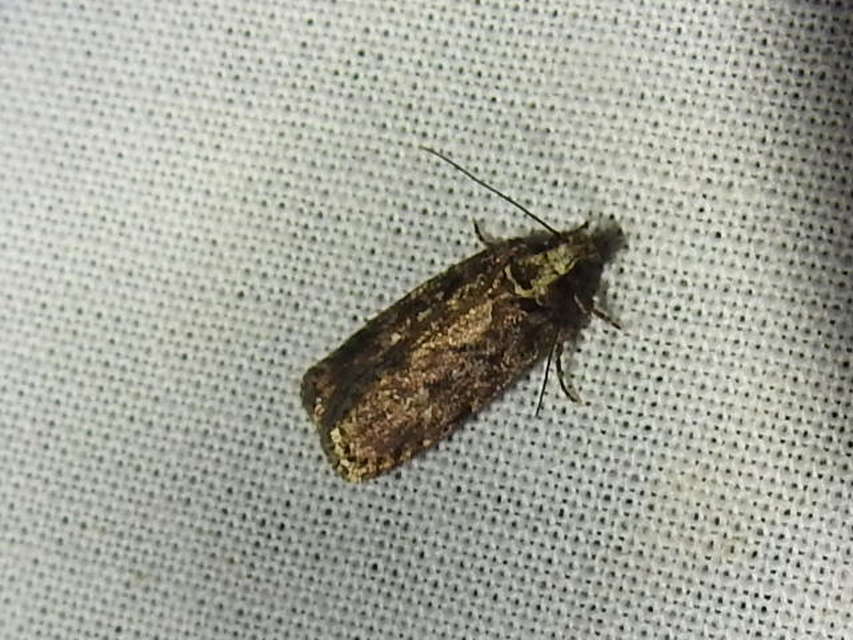 Depressariidae - laposmolyfélék