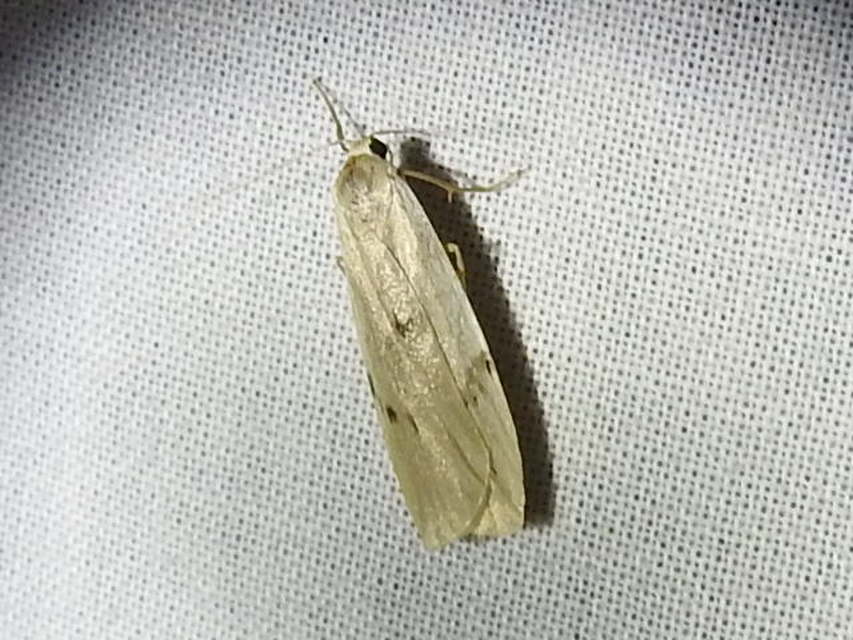Pelosia muscerda - hamvas zuzmószövő