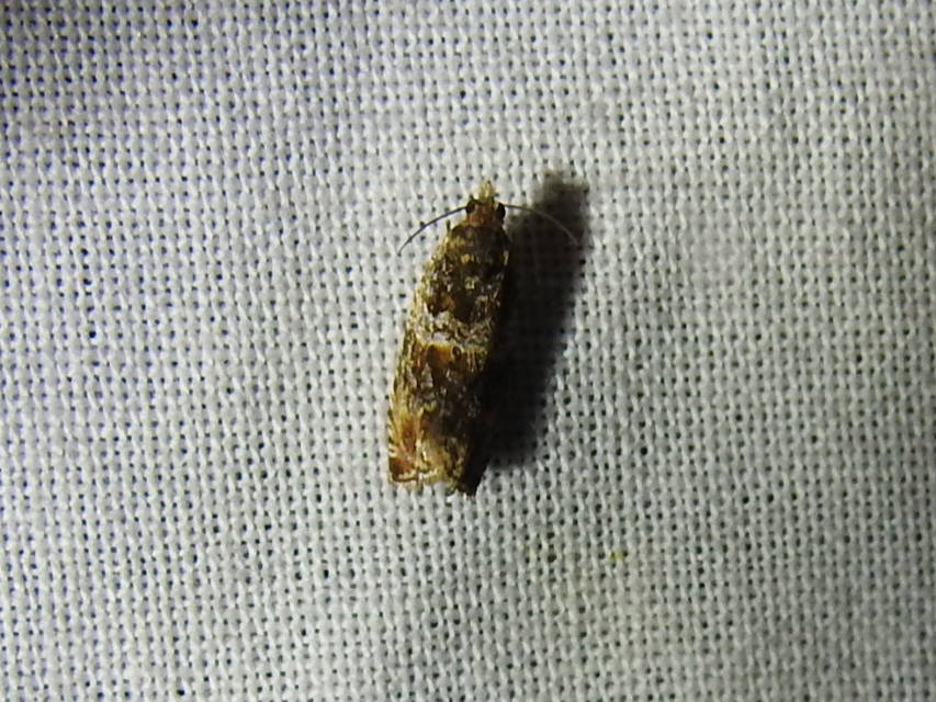 Celypha
