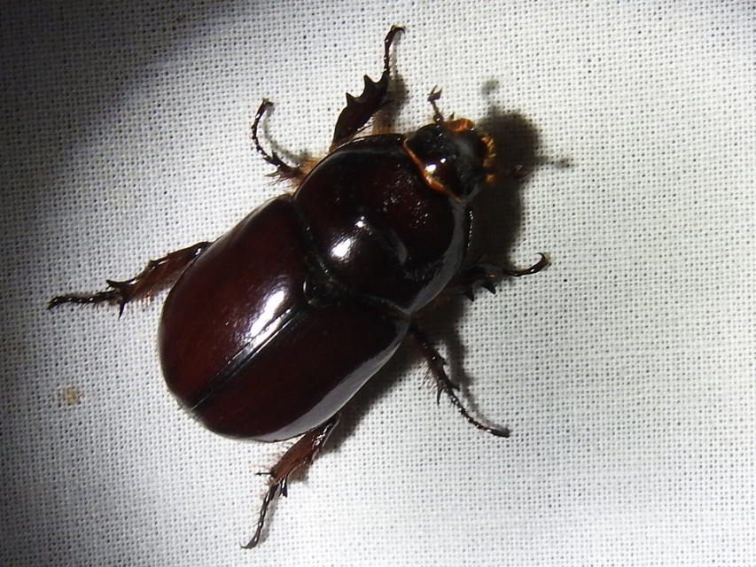 Oryctes nasicornis - orrszarvú bogár