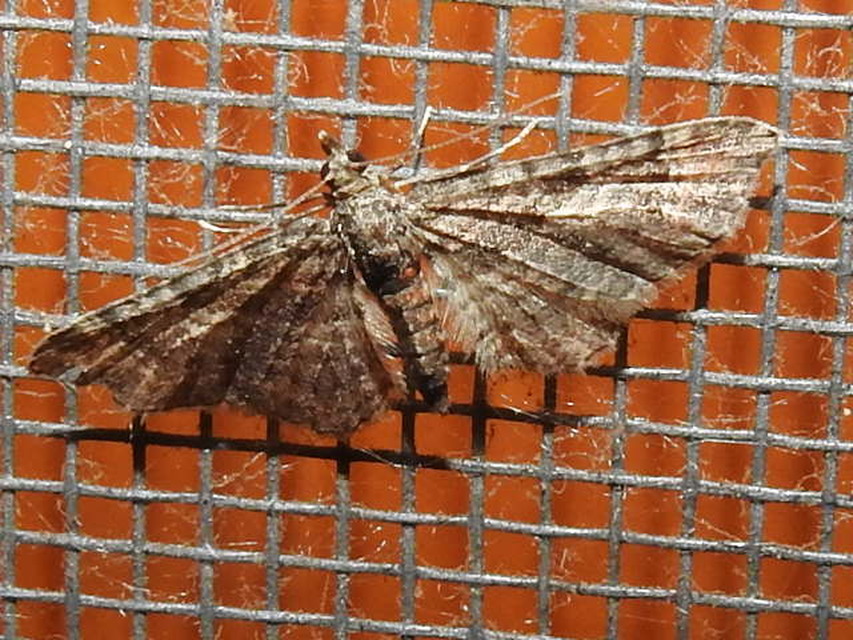Gymnoscelis rufifasciata - vöröscsíkos törpearaszoló