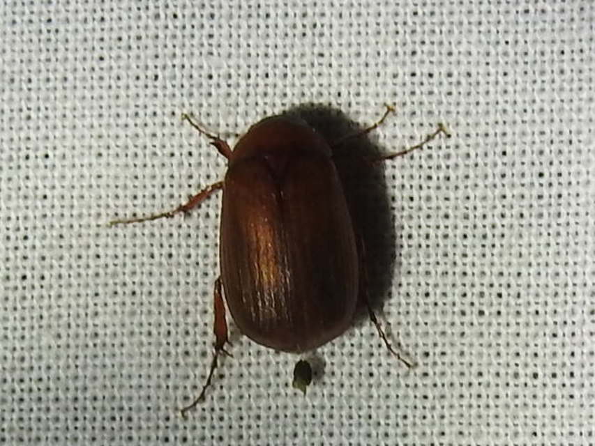 Serica brunnea - homoki kiscserebogár