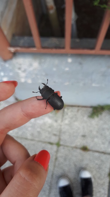 Dorcus parallelipipedus - kis szarvasbogár