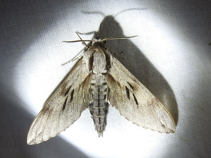 Hyloicus pinastri - fenyőszender