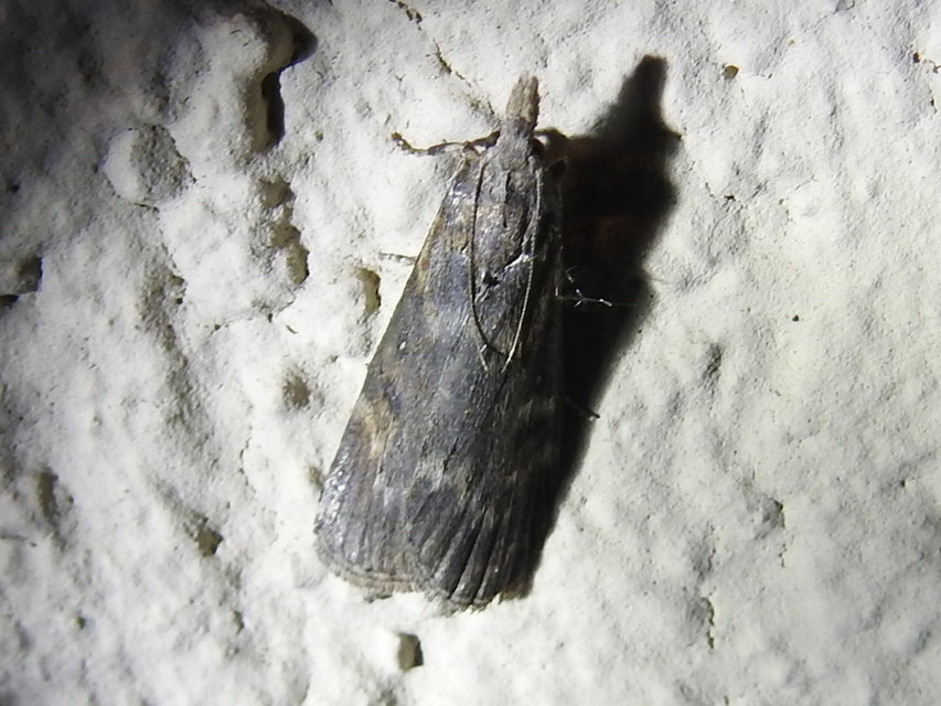 Lamoria anella - törmelékmoly