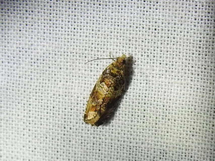 Celypha