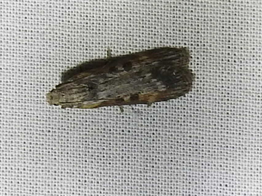 Lamoria anella - törmelékmoly