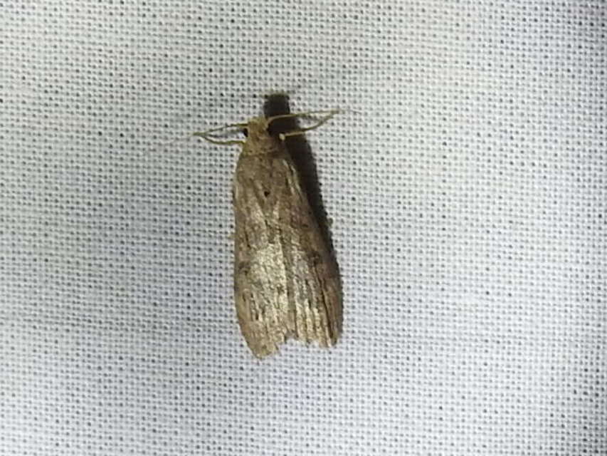 Lamoria anella - törmelékmoly