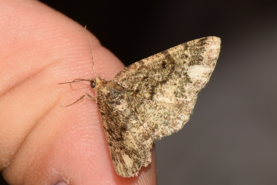 Parectropis similaria - barna zuzmóaraszoló