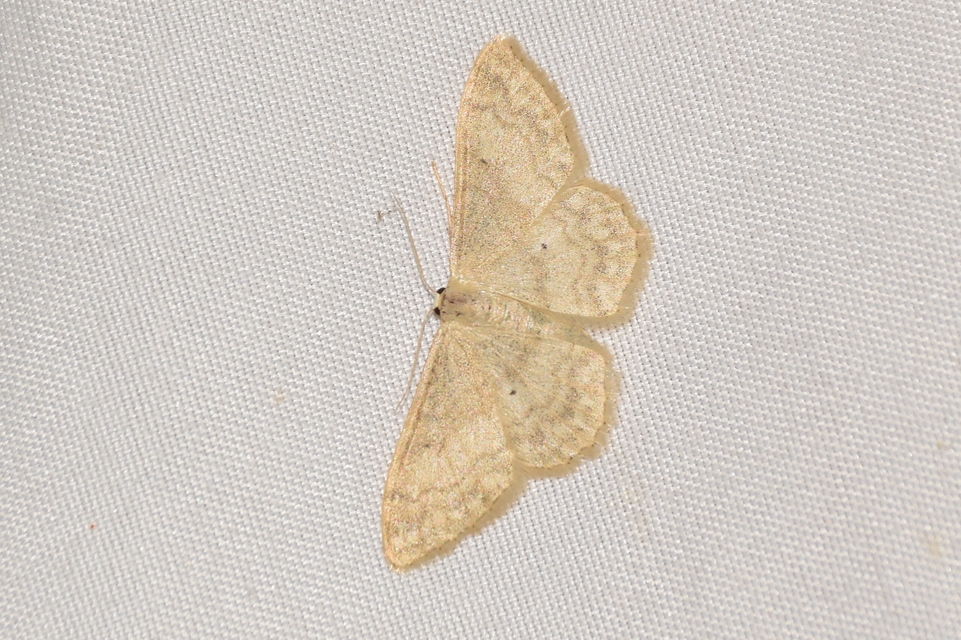 Idaea deversaria - egyszínű sávosaraszoló