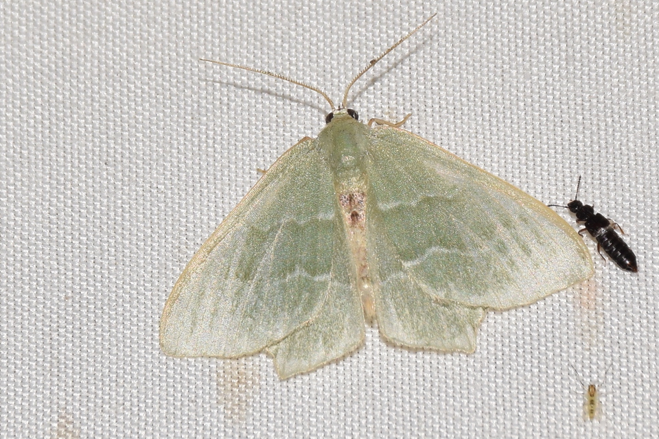 Hemithea aestivaria - nyír-zöldaraszoló