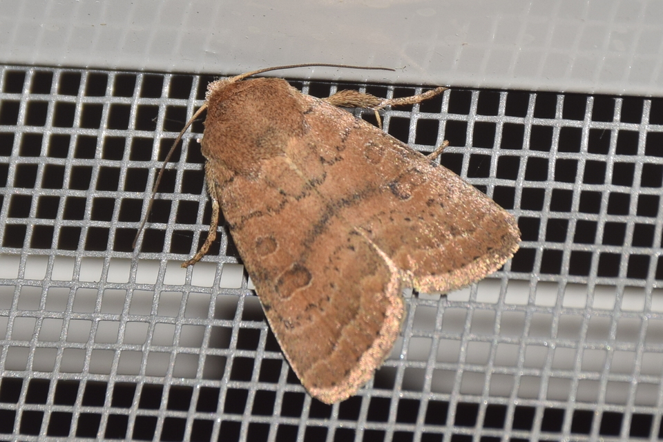 Hoplodrina octogenaria - barna selymesbagoly