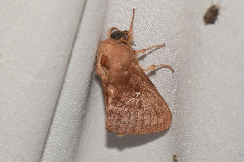 Dendrolimus pini - fenyőpohók