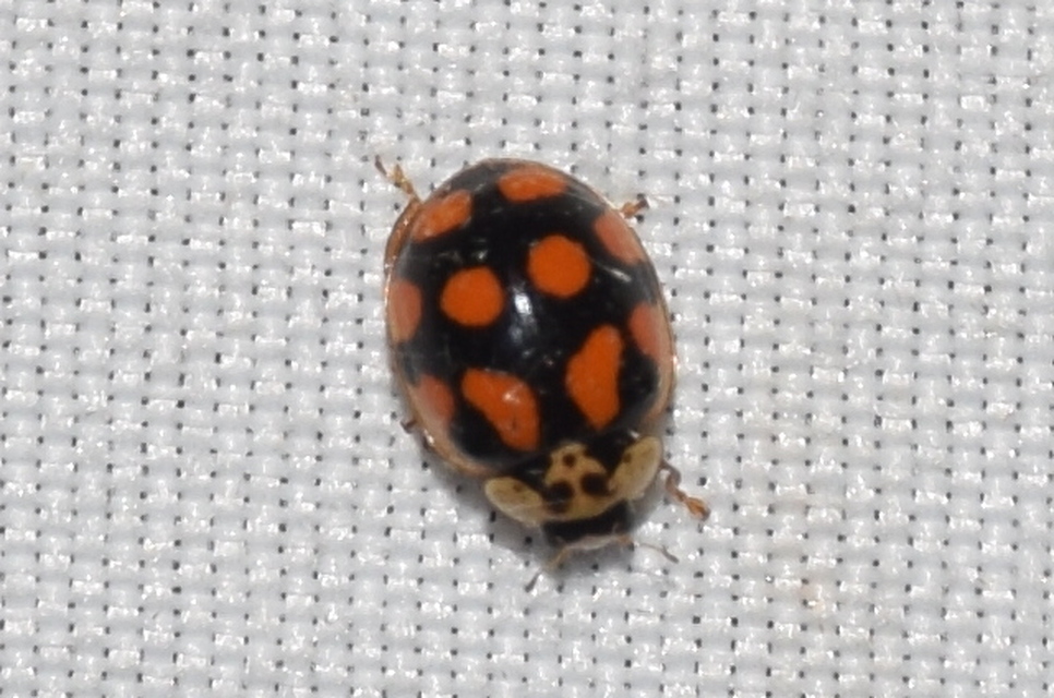 Adalia decempunctata - tízpettyes katica