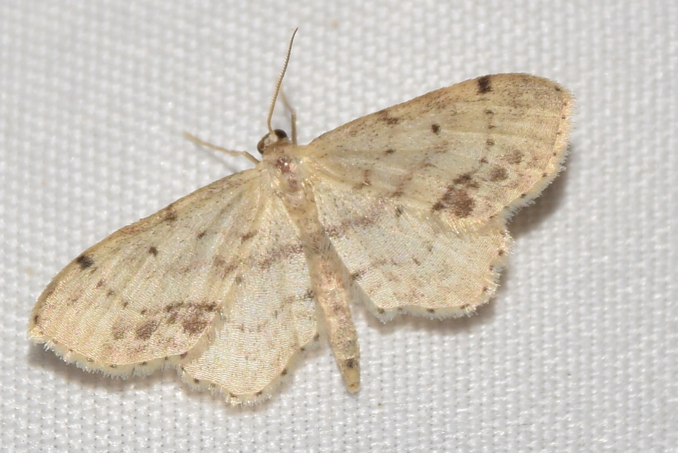 Idaea dimidiata - gyakori apróaraszoló