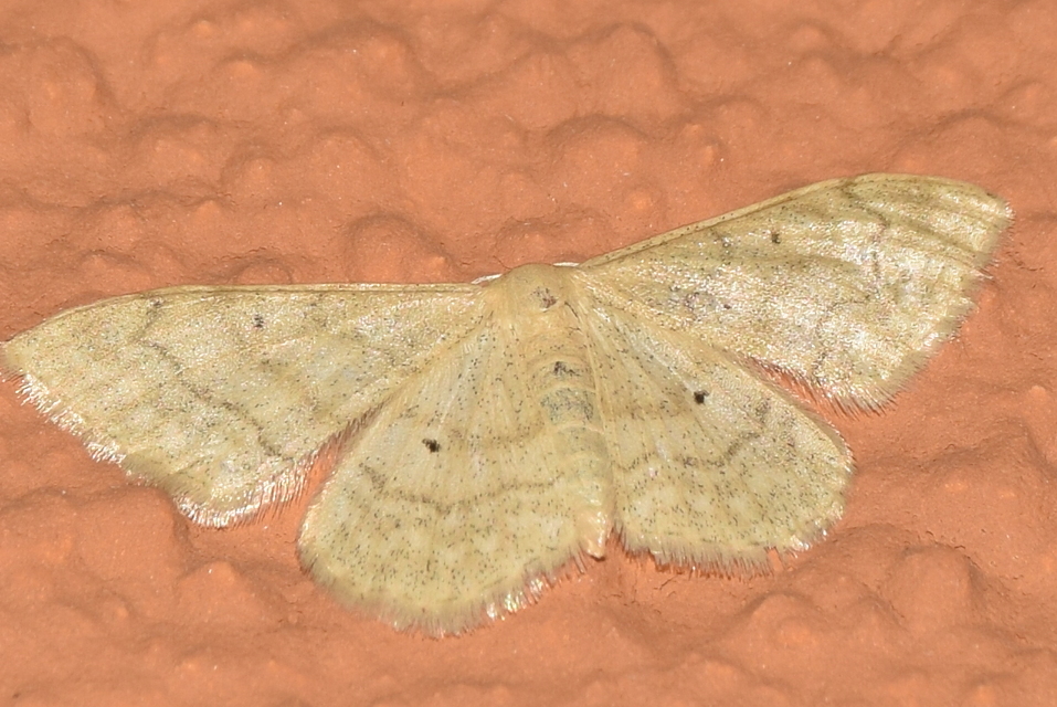Idaea deversaria - egyszínű sávosaraszoló
