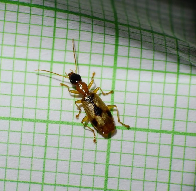 Demetrias imperialis - háromfoltos nádfutó