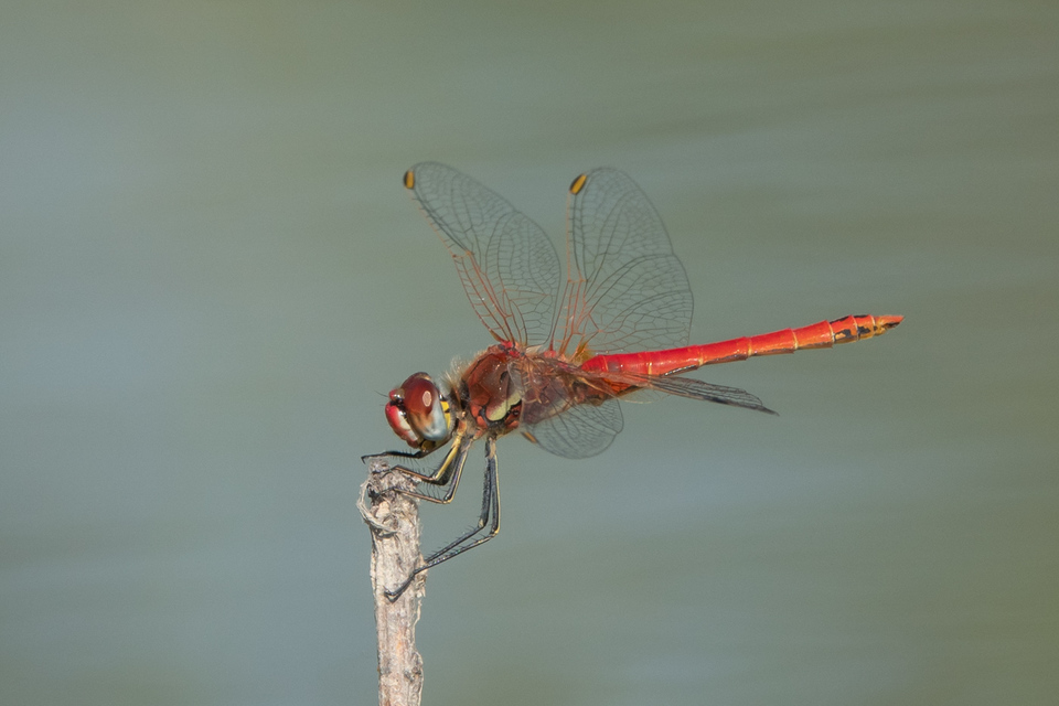 Sympetrum fonscolombii - vándor katona-szitakötő