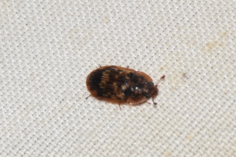 Soronia grisea - pettyegetett fénybogár