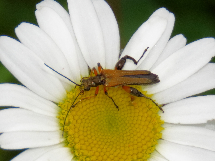 Oedemera podagrariae - székfű-álcincér