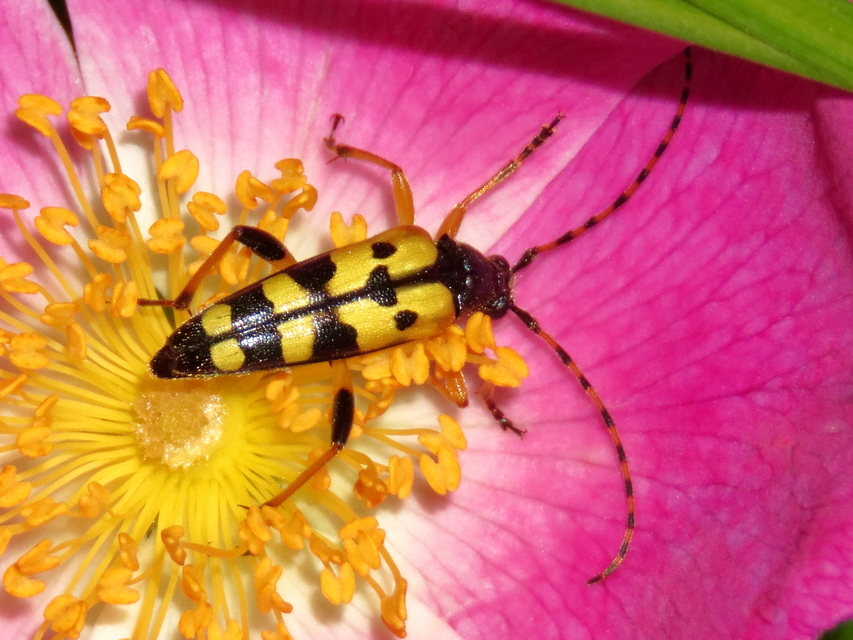 Rutpela maculata - tarkacsápú karcsúcincér