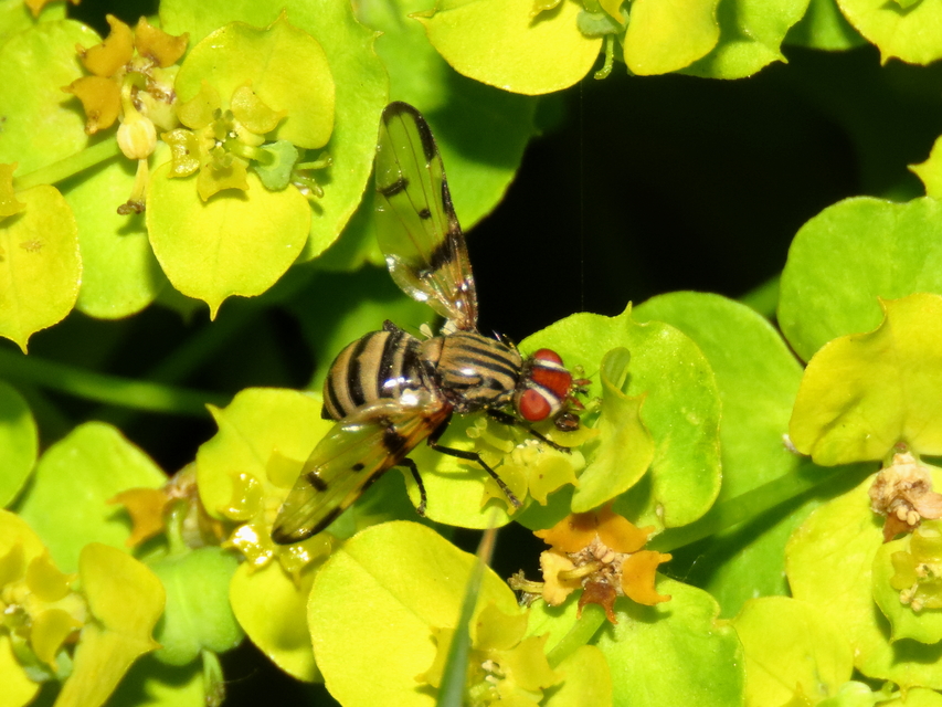 Otites formosa