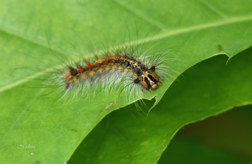 Lymantria dispar - gyapjaslepke