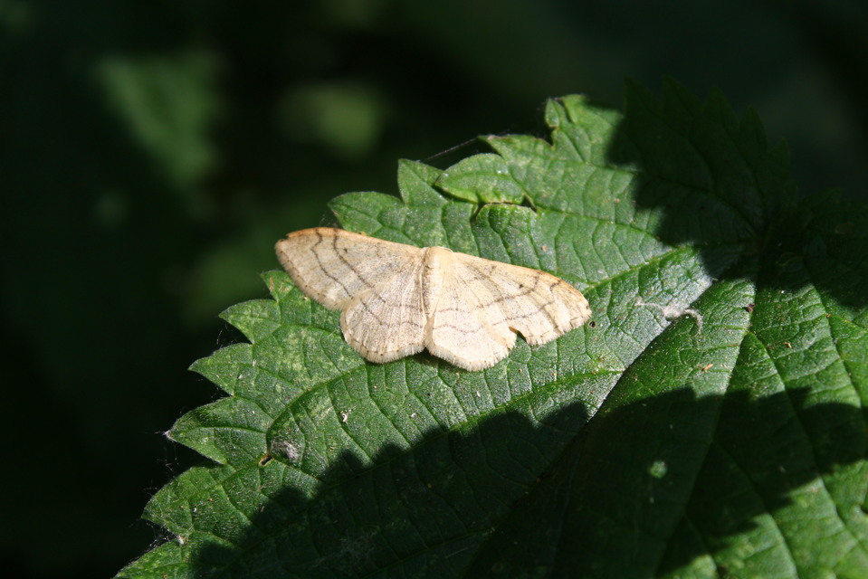Idaea aversata - nagy sávosaraszoló