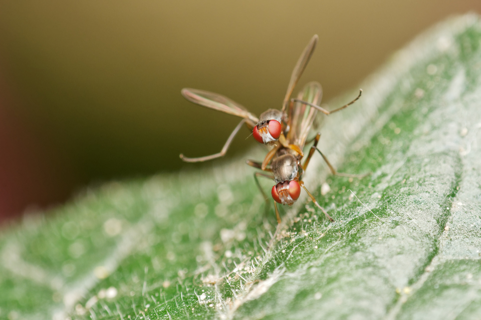 Sepsidae - billegetőlégyfélék