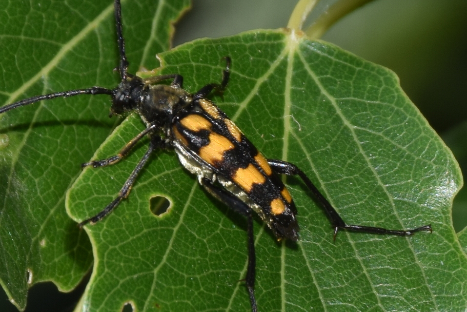 Leptura quadrifasciata - feketeszőrű szalagoscincér