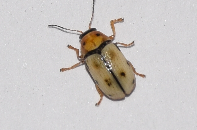 Cryptocephalus frenatus