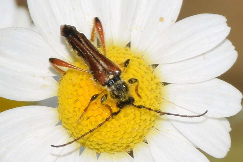 Stenopterus rufus - tarkacsápú keskenyfedőscincér