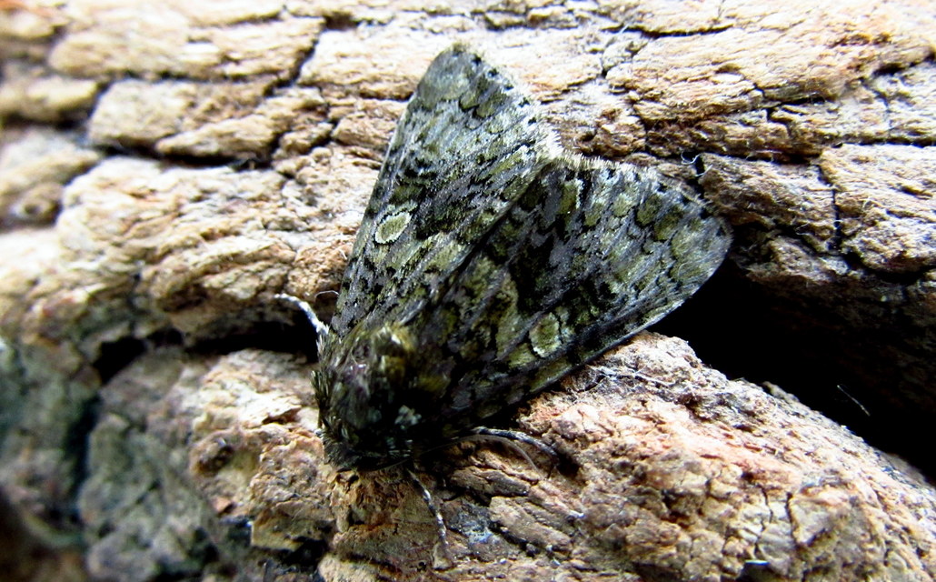 Craniophora ligustri - fagyalbagoly