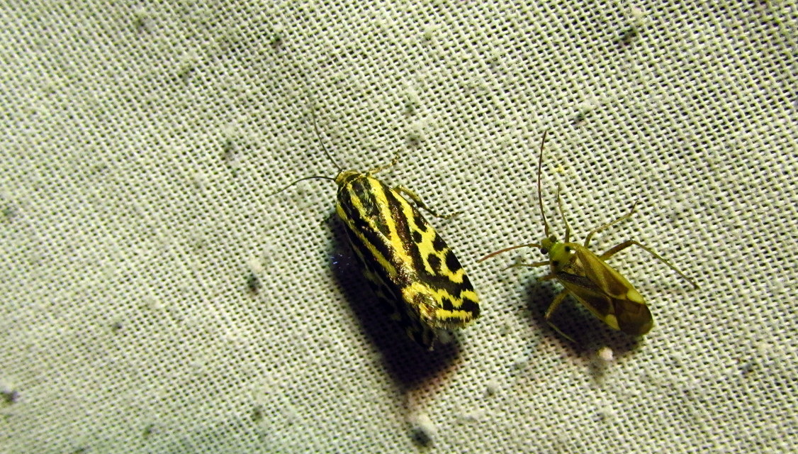 Emmelia trabealis - zebrabagoly