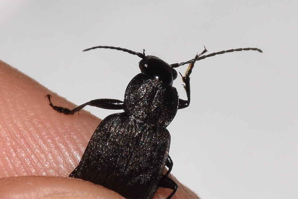 Chlaenius tristis - fekete bűzfutó