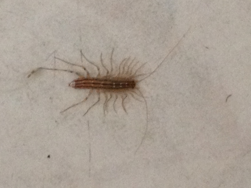 Scutigera coleoptrata - légyölő pókszázlábú