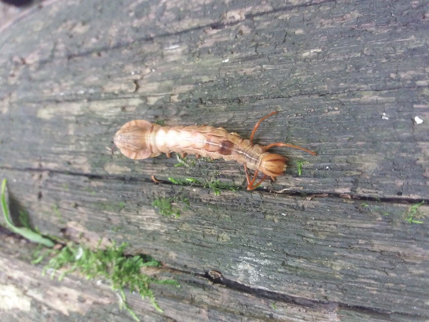 Stauropus fagi - bükkfa-púposszövő