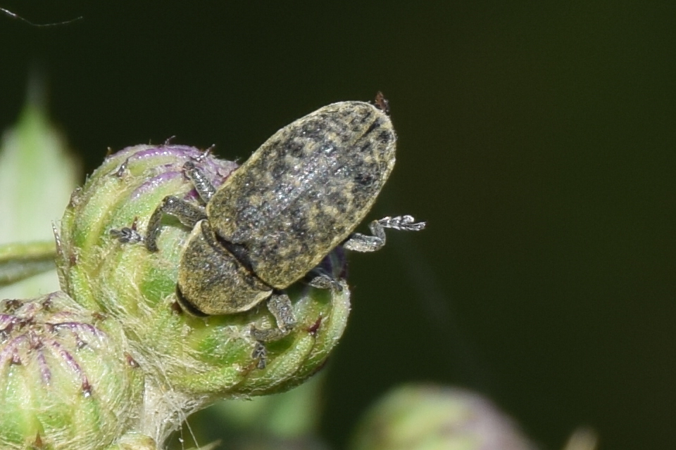 Larinus carlinae - foltos púderbarkó