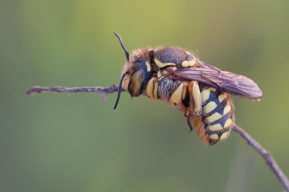 Anthidium