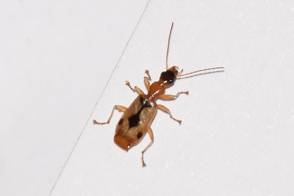 Demetrias imperialis - háromfoltos nádfutó