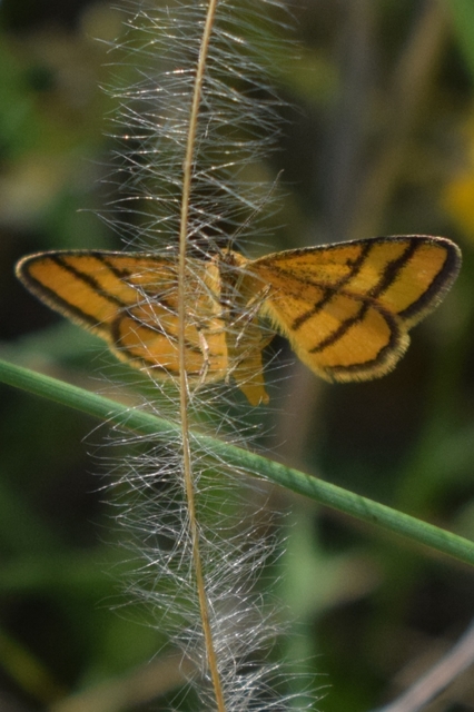 Idaea aureolaria - aranyos sávosaraszoló